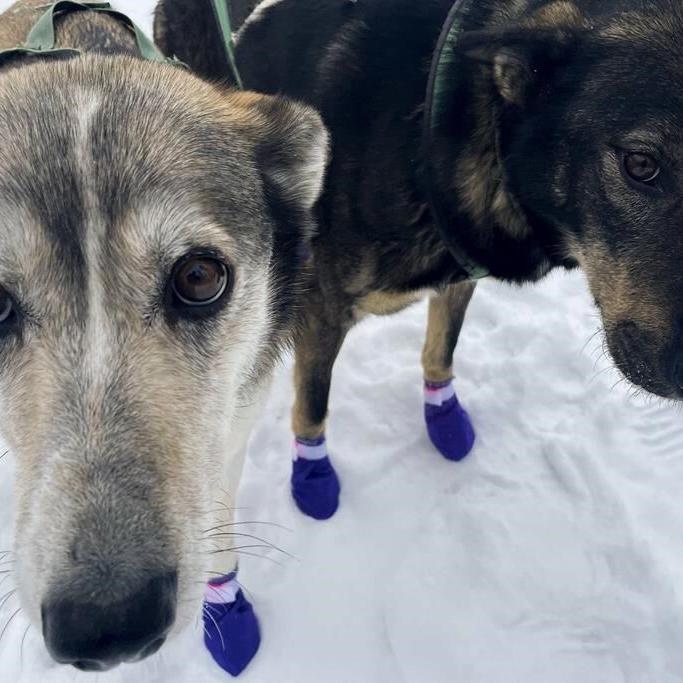 Alaska's Iditarod dogs get neon visibility harnesses after 5 were fatally hit while training